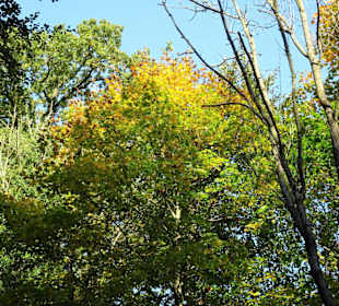 Herbstspaziergang durch den Hasbruch