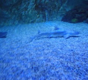 Im Aquarium Zella Mehlis, Haifische