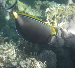 Echt tolle Fische