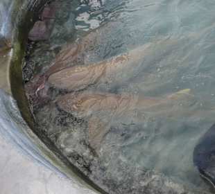 Ausflug: Hai- und Rochenfütterung