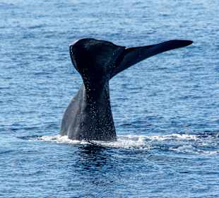 Whale Watching Ponta Delgada