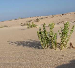 Pflanzen in den Dünen