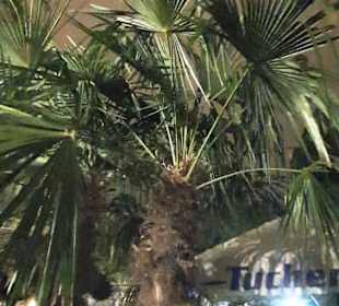 Auf dem gesamten Platz verteilt Palmen