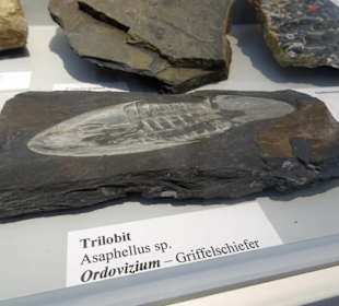 Versteinerung in einer Schieferplatte