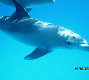 Delfine und Freunde / Facebook Mogli! Buchen!