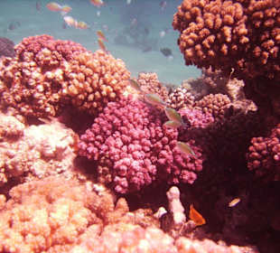 Wunderschöne Korallen