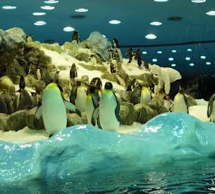 Pinguinhaus im Loro Park