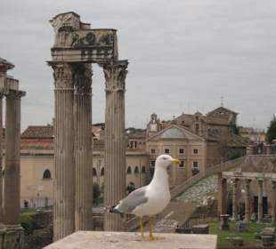 Ich bin hier der Star !