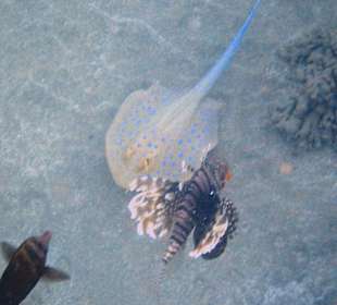 Schnorcheln Marsa Alam