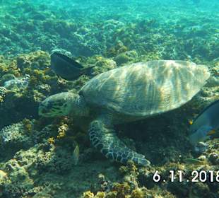 Schnorcheln Marsa Alam