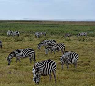 Zebras im Amboseli