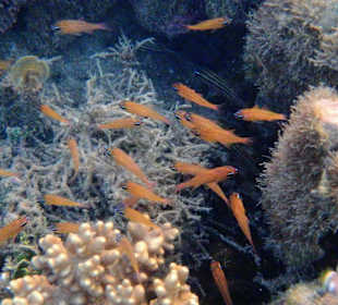 Schnorcheln Kadavu Island