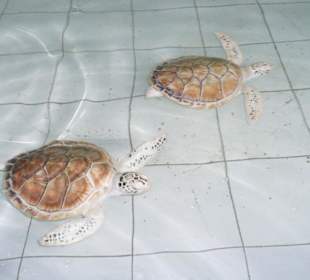Koh Wai Schildkröten - Aufzuchtstation