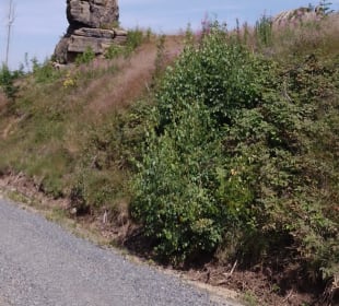 Klippen Runde Okertal Bild 17