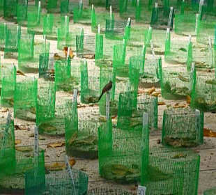 Aufzucht der Schildkröteneier auf Turtle Island