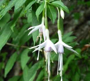 Herrliche Fuchsien