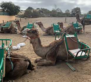 Kamelreiten Maspalomas