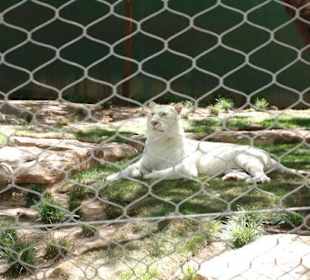 Einer der Attraktionen