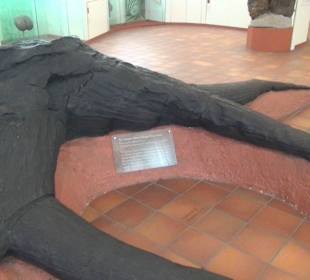 Entwicklung der Pflanzenwelt