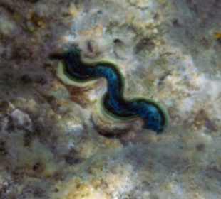 Schnorcheln Makadi Bay