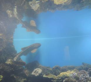Im Aquarium unterwegs