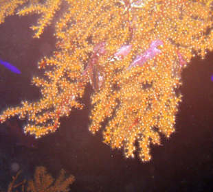 Nurkowanie w Sharm el Sheikh - podwodne życie