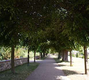 Allee im Barockgarten