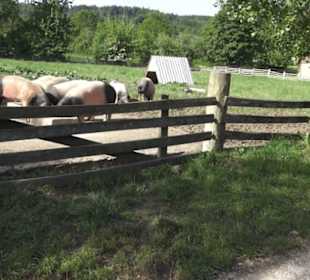 Hohenloher Freilandmuseum