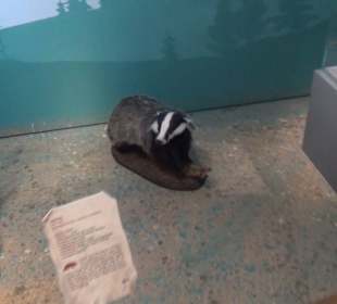 Ausstellung Eis Safari