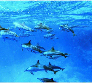 Mit Delphinen schwimmen und Schnorcheln-Hurghada