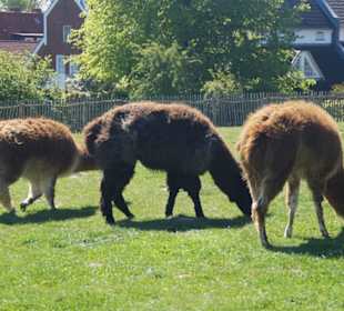 Zoo Arche Noah Grömitz