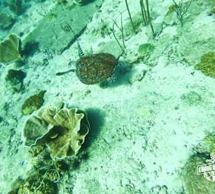 Tauchen in Koh Chang