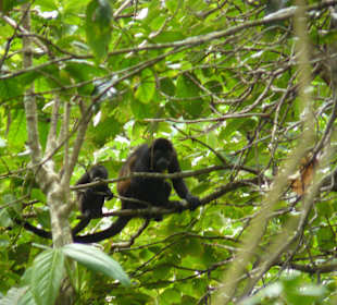 Mutter und Kind im Cahuita NP