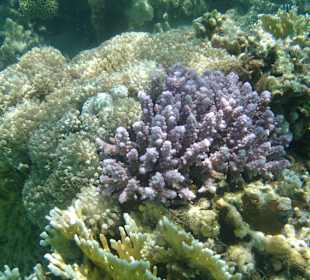 Korallen am Außenriff