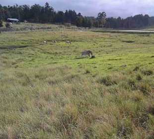 Knynsa Elephant Park