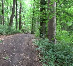 Wanderweg - Alter Steinbruch Pfaffenberg Runde