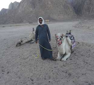 Kamelreiten, wenns unbedingt sein muß