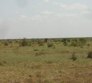 Tsavo Ost