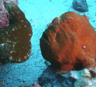 Frogfish