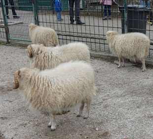 Streichelzoo Rülzheim