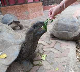 Die Schildkröten auf Prison Island
