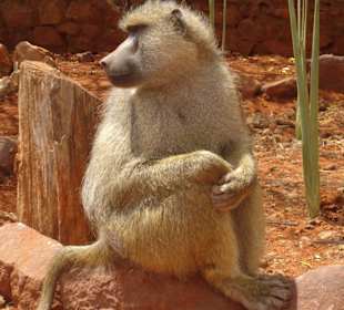 Tiere im Nationalpark Tsavo (East)