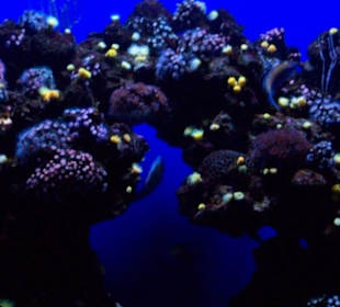 Palma Aquarium