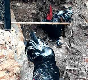 Botanischer Garten Viveiro