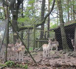 Wildpark bei der Rietburg