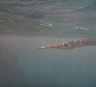 Tierwelt unter Wasser