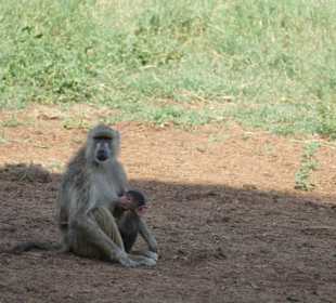 Mama Pavian mit Baby