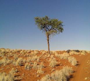 Einsamer Baum