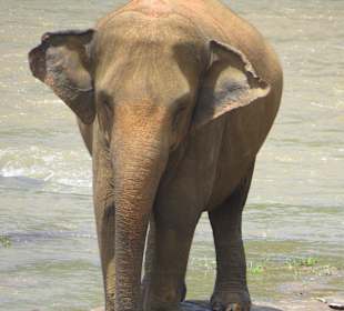 Elefant