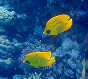 Schnorcheln Makadi Bay